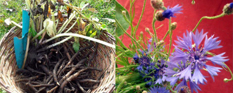 Collage_Wildwaerts