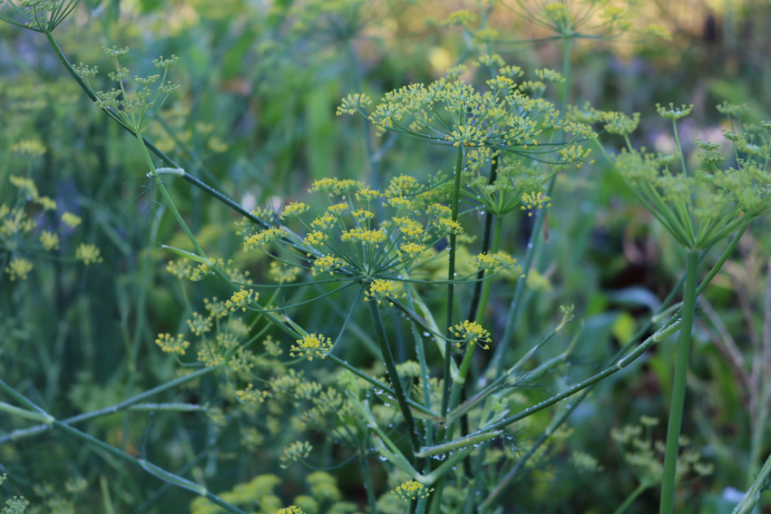 IMG_8808_gartenimpression©Katharina Wyss