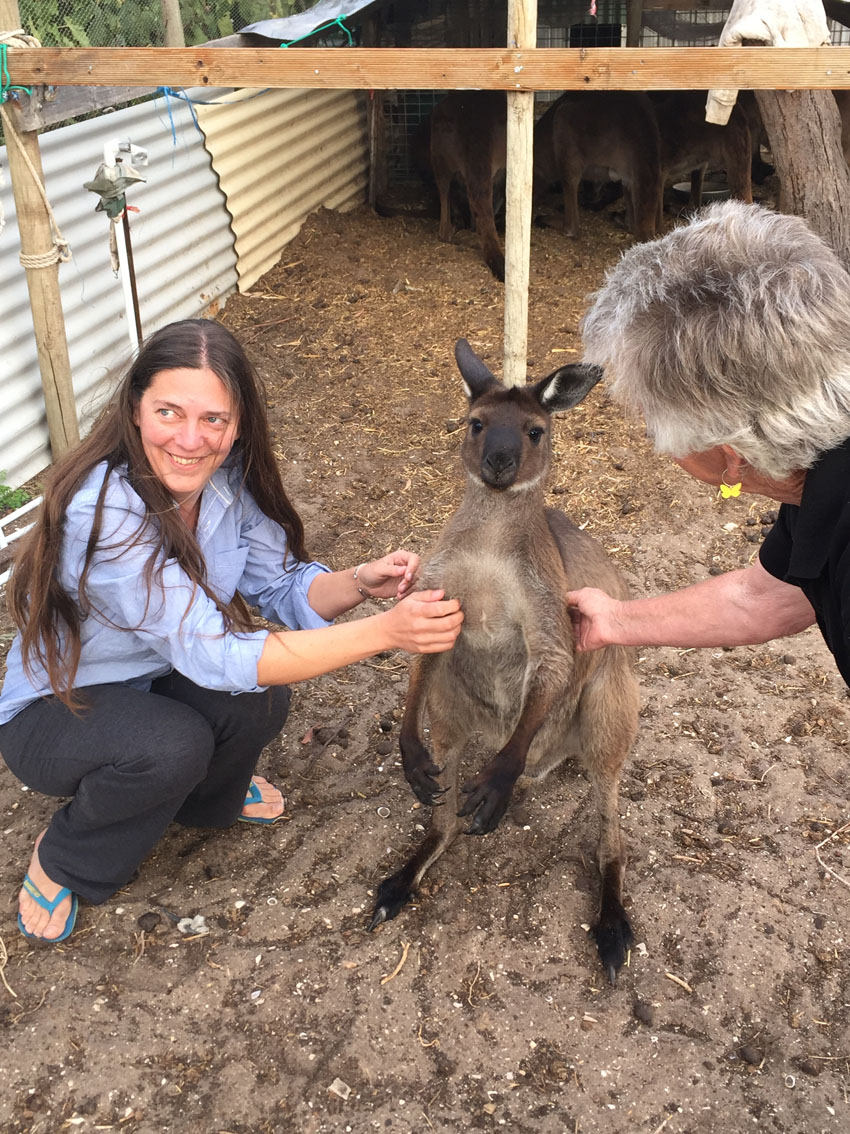 Petra_Hinze_Kaenguru_Australien